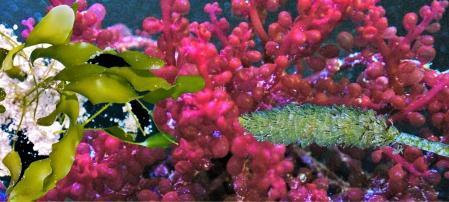 Aquarium Macro Algae