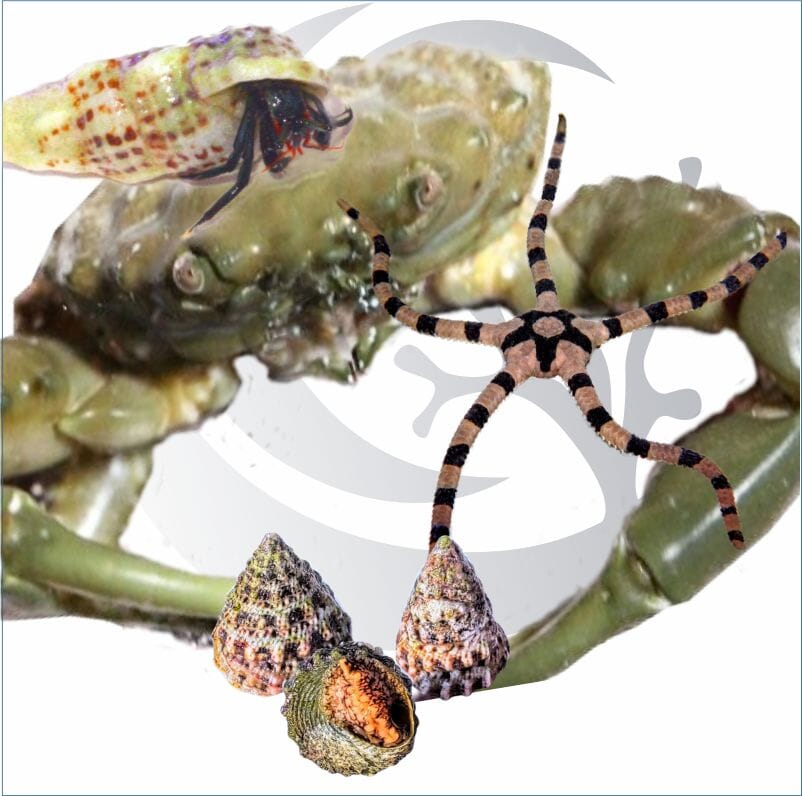 Inverts