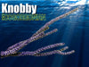 Knobby Photosynthetic Gorgonian