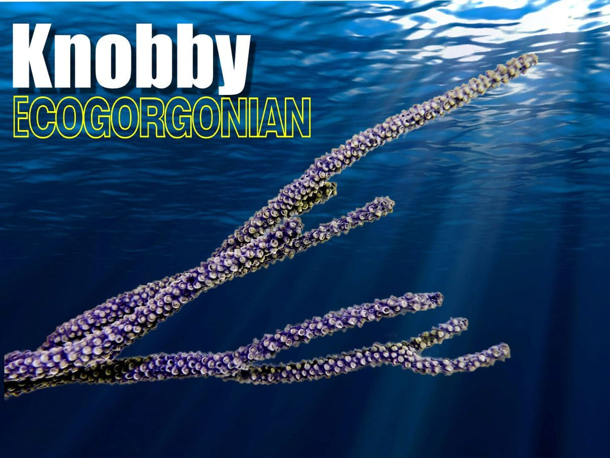 Knobby Photosynthetic Gorgonian