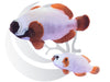 Gold Nugget Maroon Clownfish WYSIWYG PairGold Nugget Maroon Clownfish WYSIWYG PairGold Nugget Maroon Clownfish WYSIWYG Pair