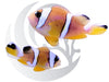 Pearl Eyed Bicinctus Clownfish Captive Bred WYSIWYG Pair