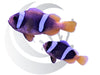 True Sebea Clownfish Captive Bred WYSIWYG Bonded  Pair