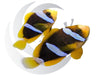 RARE Allardi Clownfish Captive Bred WYSIWYG Pair