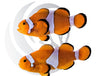 Large Ocellaris Clownfish WYSIWYG Captive Bred Pair