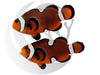 Mocha Misbar Clownfish WYSIWYG Captive Bred Pair