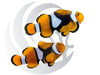 Onyx Clownfish WYSIWYG Captive Bred Pair