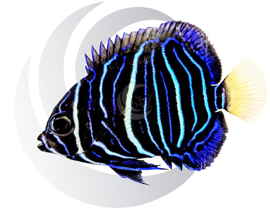 Yellow Bar Angelfish