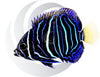 Yellow Bar Angelfish