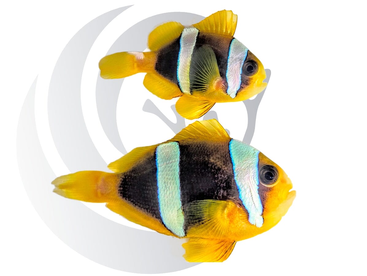 Madagascar Latifasciatus Clownfish