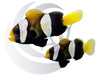 Western Australia Clownfish