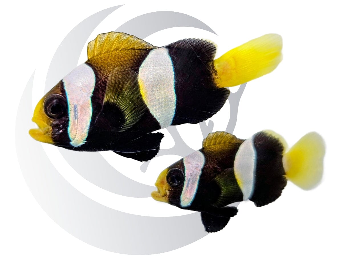 Western Australia Clownfish
