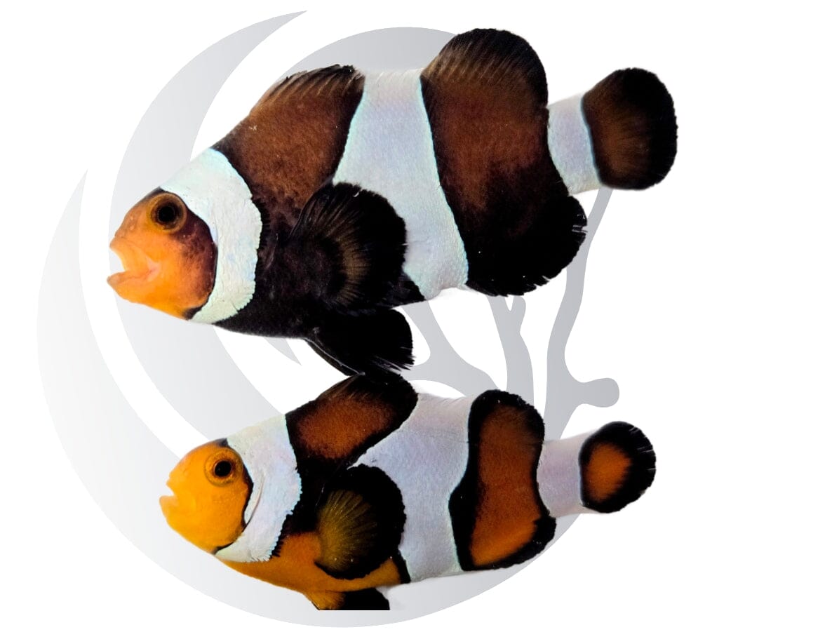 Wide Bar Chocolate Clownfish