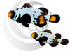 Black Bullethole Clownfish Pair