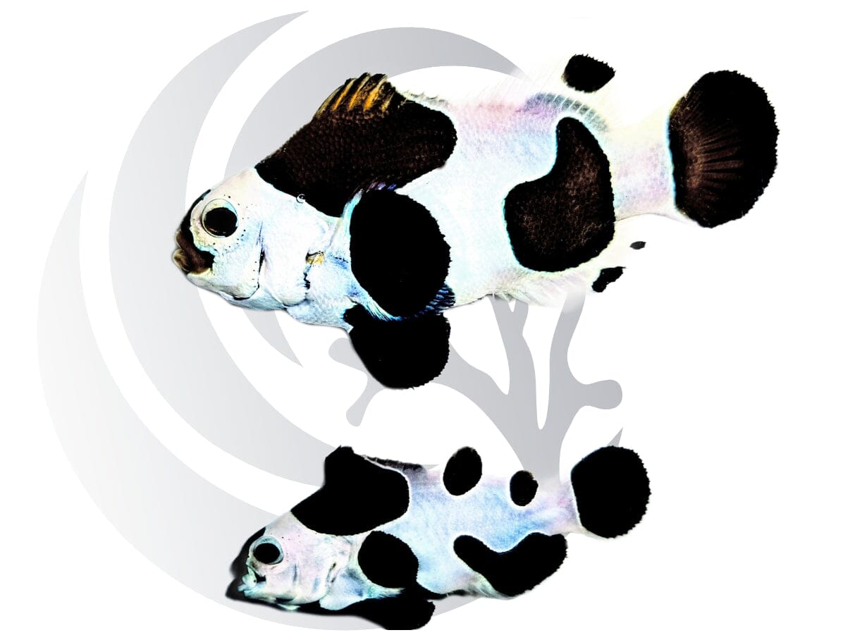 Black Storm Clownfish