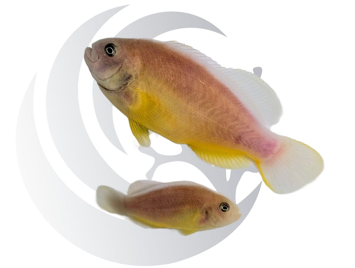 Orange Skunk Clownfish Pair