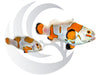 Orange Storm Clownfish Pair
