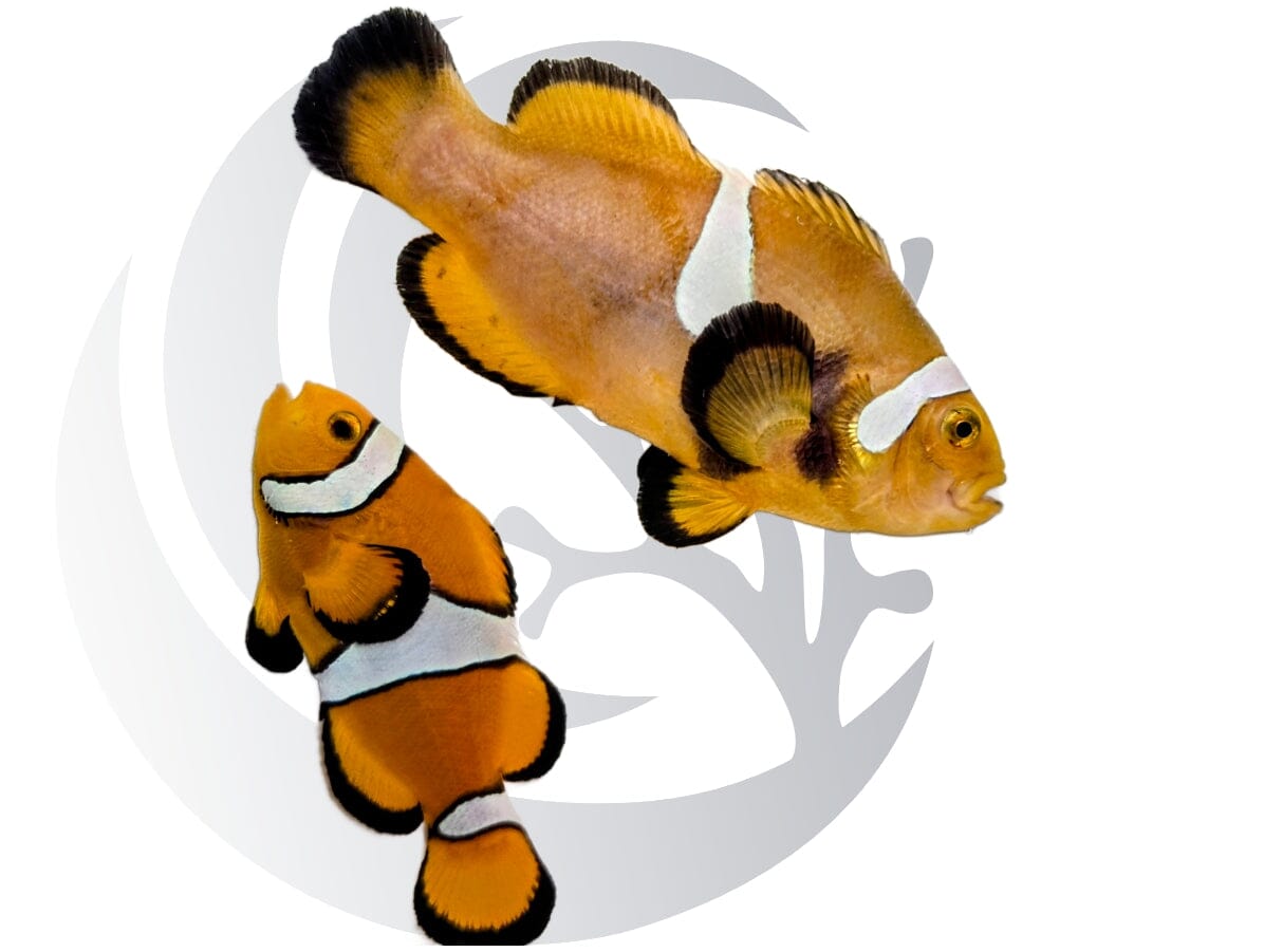 Percularis Percula x Ocellaris