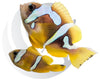 Spotcinctus Clownfish WYSIWYG Captive Bred Pair