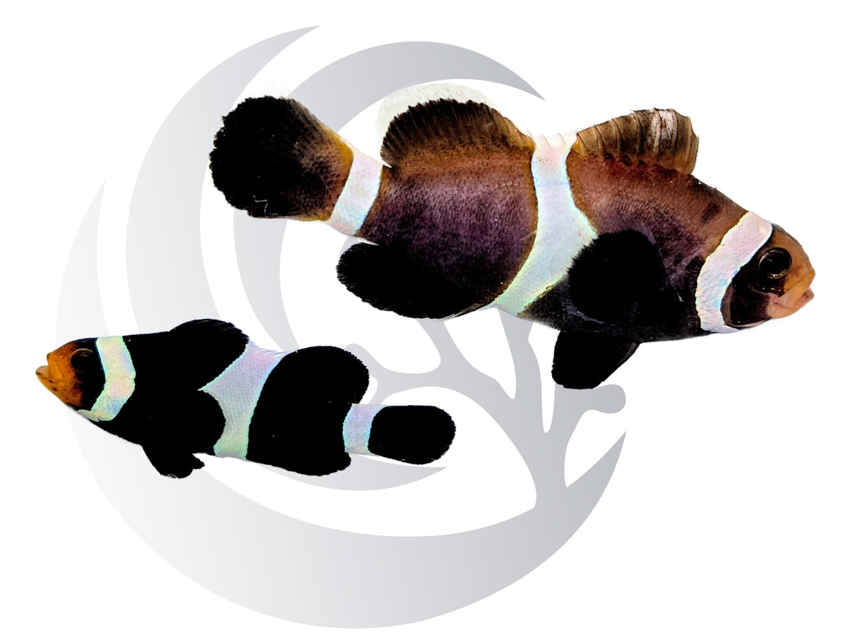 Black Ocellaris Clownfish Captive Bred WYSIWYG Pair