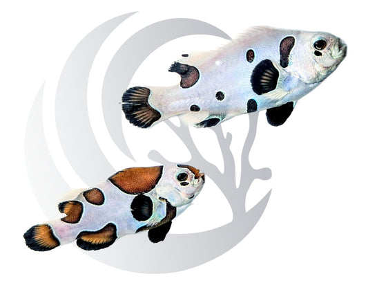 Black Storm Clownfish Captive Bred WYSIWYG Pair