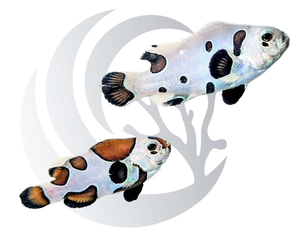 Black Storm Clownfish Captive Bred WYSIWYG Pair