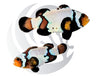 Black Ice Clownfish Captive Bred WYSIWYG Pair