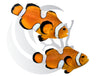 Misbar Mocha Ocellaris Clownfish Captive Bred WYSIWYG Pair