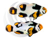 Onyx Picasso Clownfish Captive Bred WYSIWYG Pair