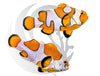 Orange Storm Clownfish Captive Bred WYSIWYG Pair