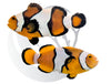 Percula Clownfish WYSIWYG Captive Bred Pair