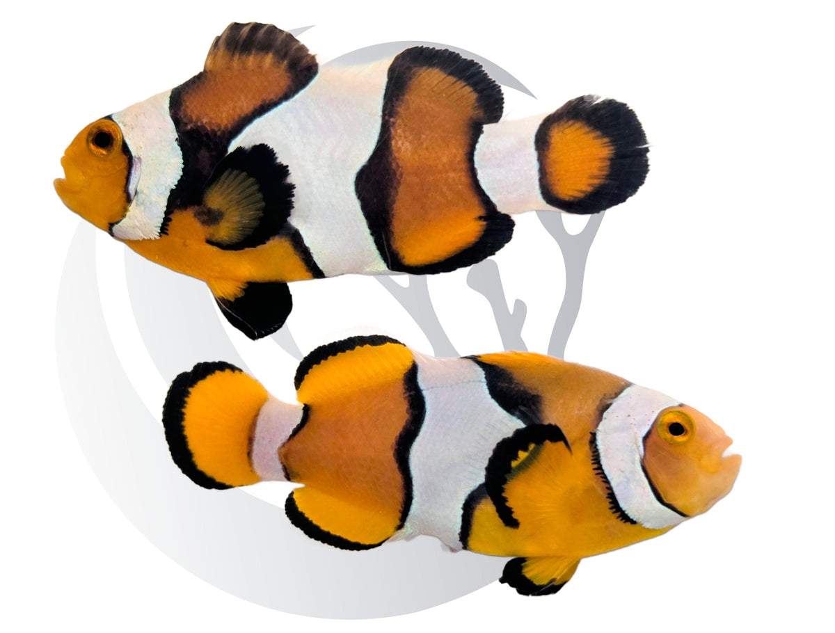 Percula Clownfish WYSIWYG Captive Bred Pair