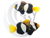 Western Australia Clownfish captive-bred WYSIWYG Pair