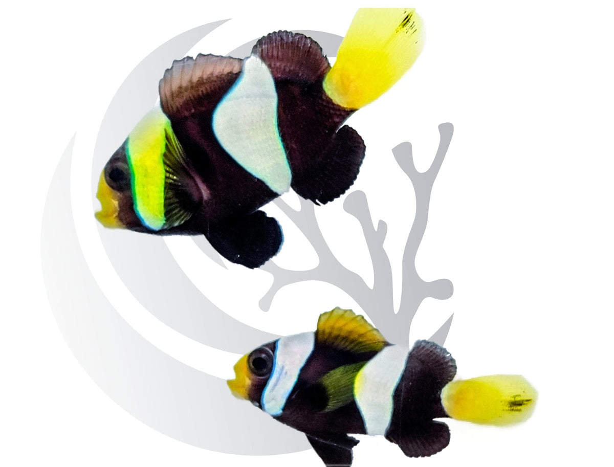 Western Australia Clownfish captive-bred WYSIWYG Pair