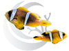 Bicinctus Clownfish WYSIWYG Small Captive Bred Pair