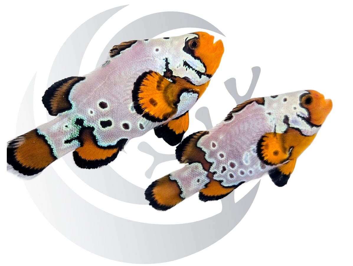 Bullethole Snowflake