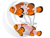 Bullethole Clownfish Clownfish WYSIWYG Captive Bred Pair