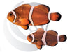 Mai Tai Clownfish Jumbo WYSIWYG Captive Bred Pair