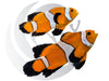 Orange Longfin Clownfish WYSIWYG Captive Bred Pair