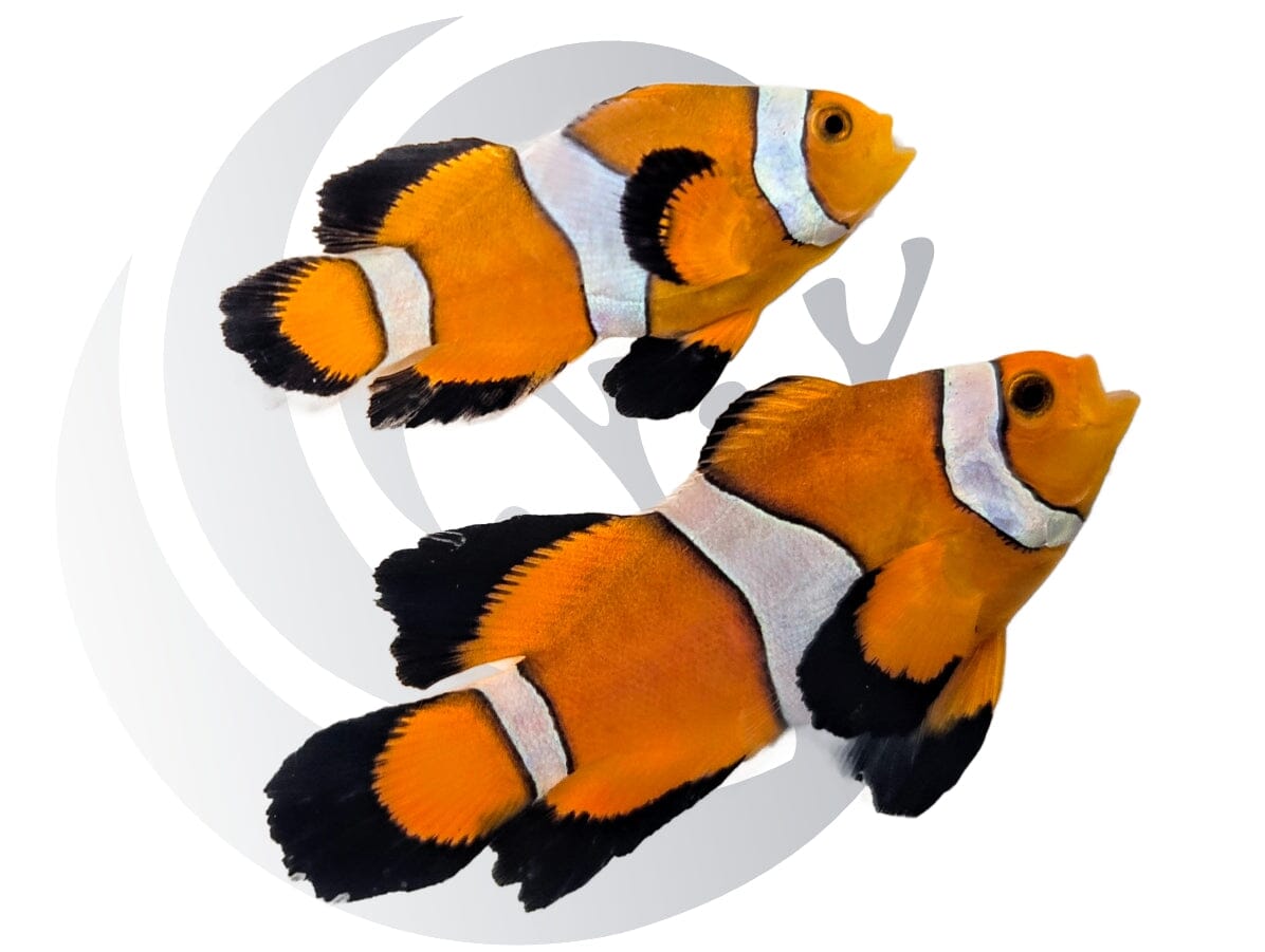 Orange Longfin Clownfish WYSIWYG Captive Bred Pair