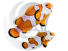 Orange Storm Clownfish WYSIWYG Captive Bred Pair