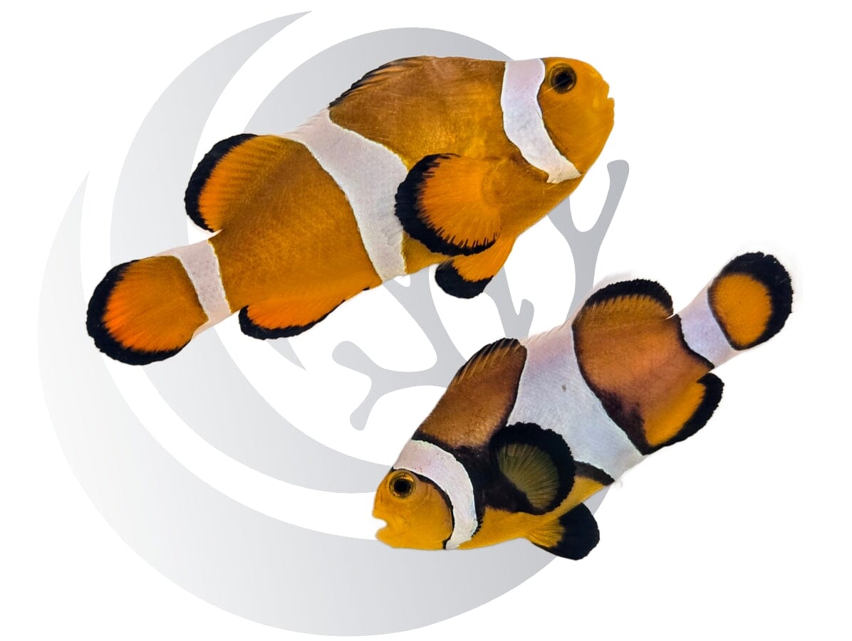 Tangerine Mocha Clownfish WYSIWYG Captive Bred Pair