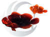 White Striped Maroon Clownfish WYSIWYG Captive Bred Pair