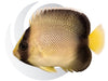 Yellow Tail Cream Angelfish Captive Bred - WYSIWYG