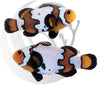 Blacker Ice Clownfish