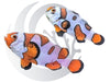 Orange Storm Clownfish Captive Bred