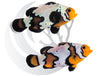 Blacker Ice Bullethole Clownfish WYSIWYG Pair