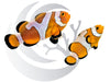 DaVinci Clownfish Captive Bred WYSIWYG Pair