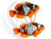 White Lightning Maroon Clownfish WYSIWYG Pair