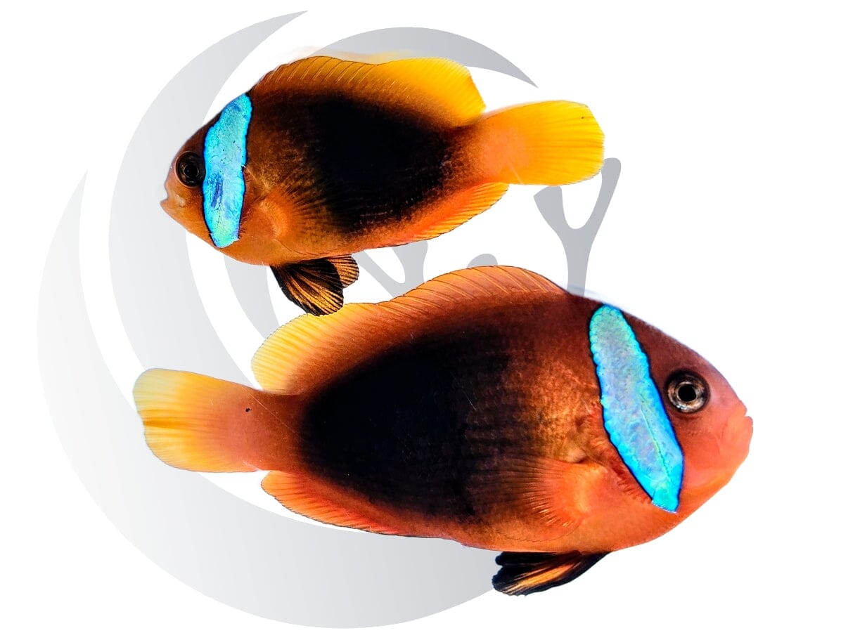 Blue Striped New Caledonia Melanopus Clownfish WYSIWYG Tank-raised Pair